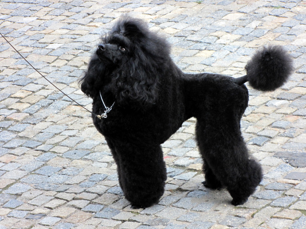Feri06