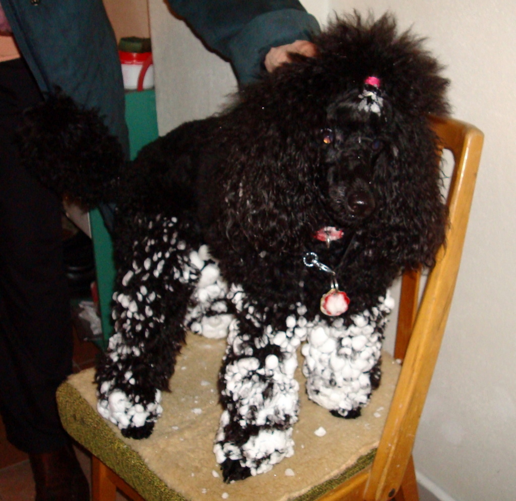 První sníh 2008-11